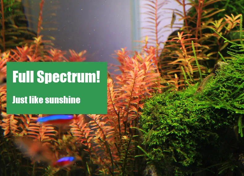 Chihiros C シリーズ ADA スタイル植物成長 L - Aquarium Plant Ornament のレビューと価格