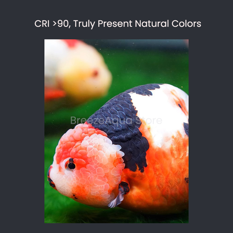 MAYIN スーパーカラー 100W 淡水金魚藻類繁殖防止  - Planted Aquarium For Goldfish のレビューと価格
