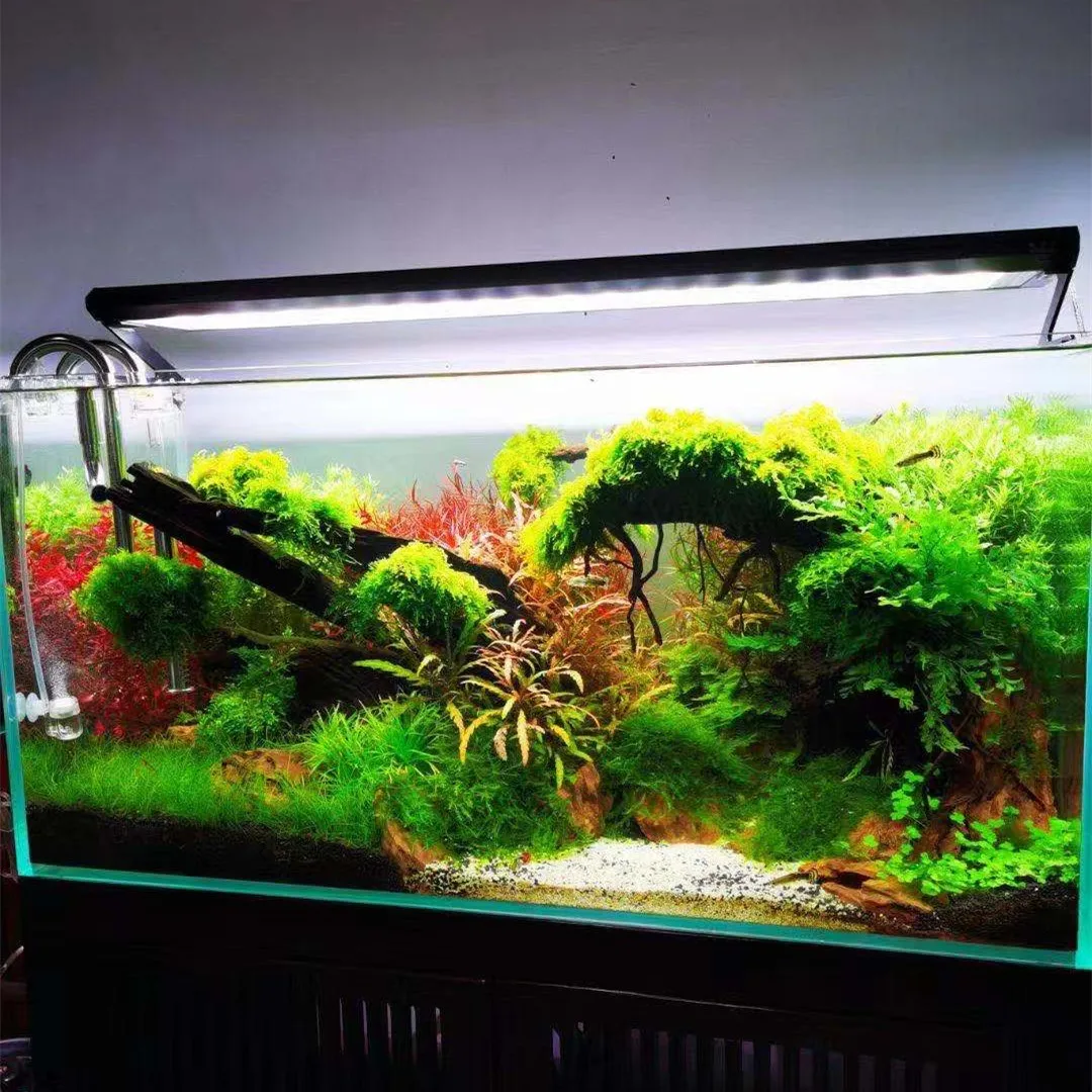 WEEK AQUA Pシリーズ水槽用フルスペクトル植物育成ラ - Aquarium Plant On Top のレビューと価格